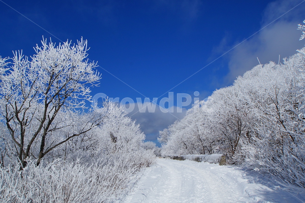 함백산,설경,풍경,상고대,정선,고한,푸른하늘,겨울,계절,winter,season,자연,풍경,nature,landscape,outdoors,옥외,snow,눈