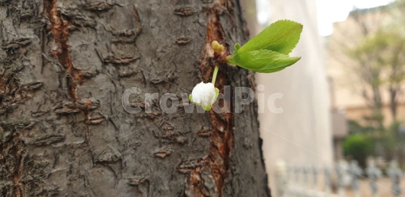 봄,하얀꽃,나뭇잎,잎,잎사귀,나무,나무줄기,꽃,flower,tree,자연