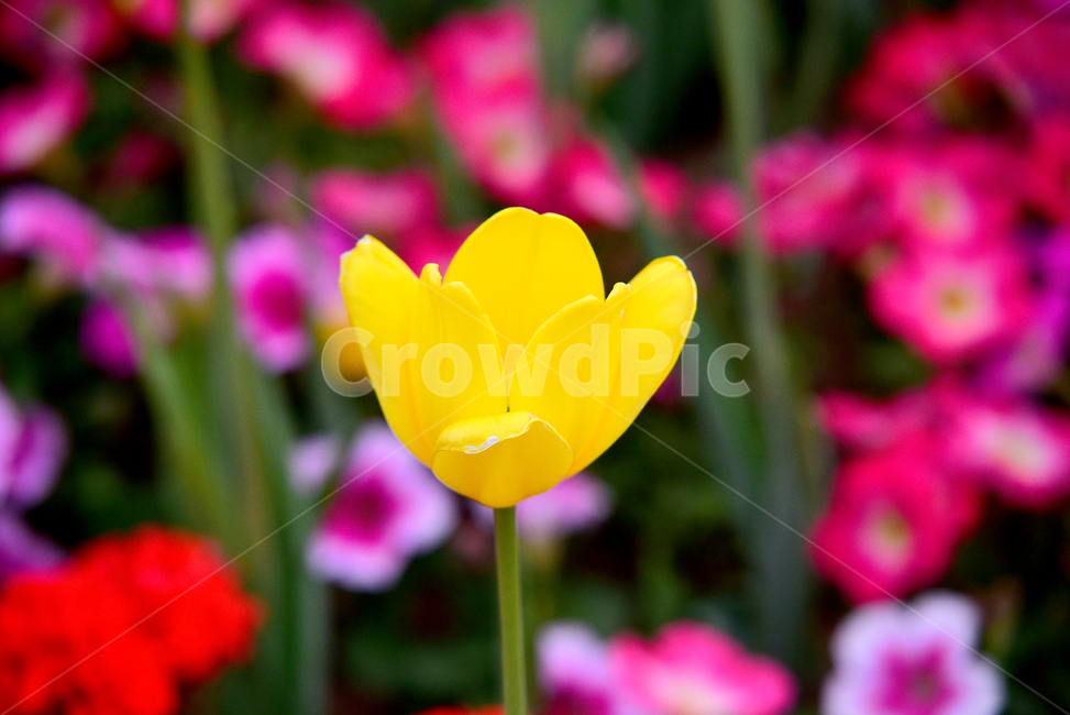 튤립,튜울립,백합과,꽃,튤립꽃,감성,색감,tulip