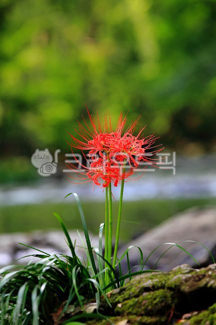 꽃무릇,석산,빨간꽃,붉은꽃,상사화,꽃배경,만개,개화,배경,경치,빨간,아름다운,옥외,식물,red,자연,녹색,nature,september,wildflowers,미,petal,blossom,flower,야생화,꽃잎,outdoors,9월,scenery,green,view,beautiful,beauty,plant