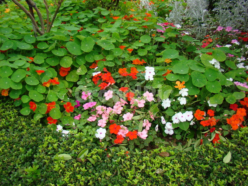 자연,꽃,나무,식물,경관,식물,자연,plants,nature,꽃,flower