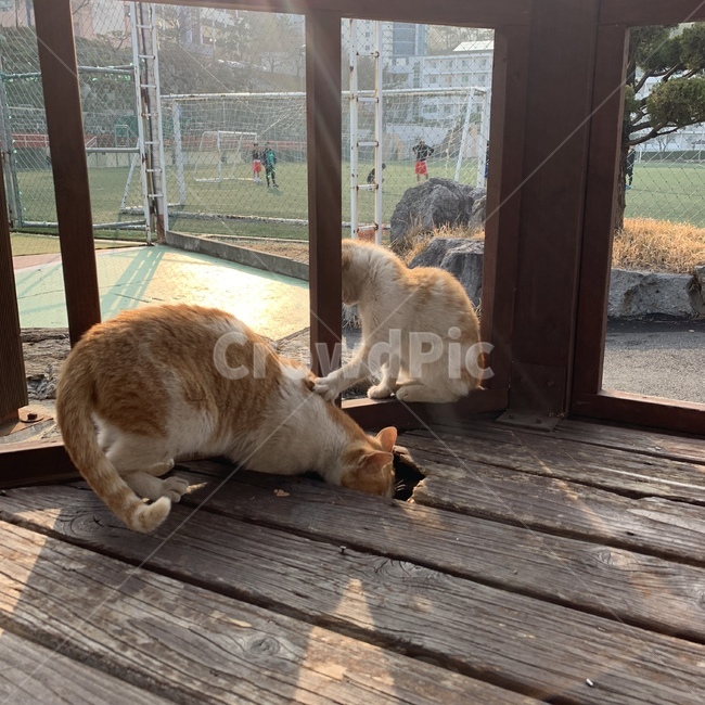 고양이,길냥이,어미고양이,새끼고양이,cat