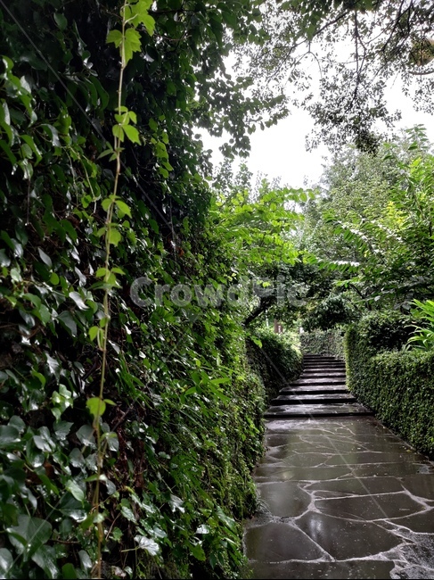 서귀포,비,길,식물,돌담,자연,풍경,nature,landscape,outdoors,옥외,garden,정원,arbour,정자