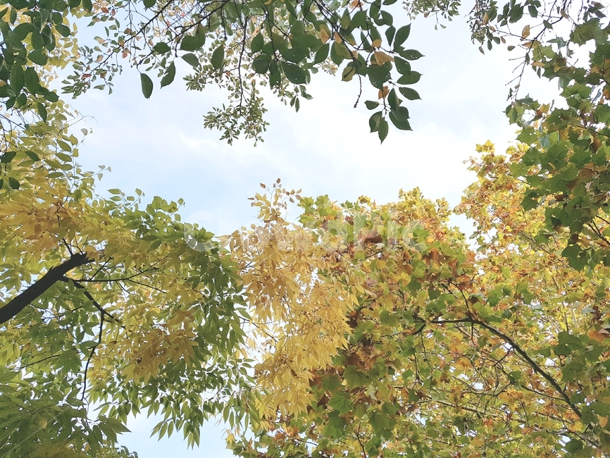 tree,나무,plant,식물,나무줄기,가을
