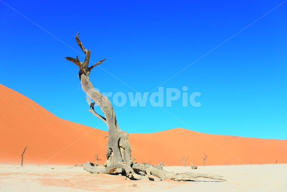 soil,흙,nature,자연,sand,모래,outdoors,옥외,dune,모래언덕,desert,사막,oversea,foreign,worldnaturelandscape,식물