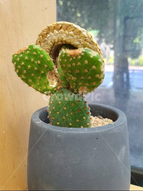 식물,plant,선인장,밀집모자,썩음,도자기,실내용화초,화분,화초,house plant