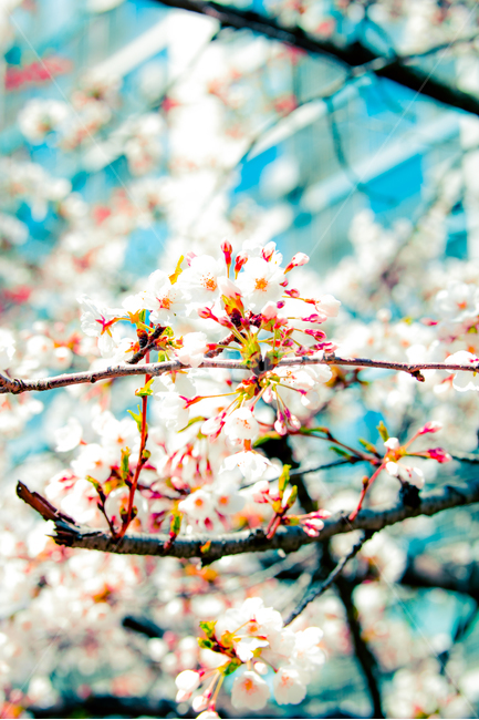 벚꽃,꽃,flower,봄,아파트,집앞,나무가지,핑크,pink,하늘색,파랑,식물,자연,plants,nature,꽃,flower