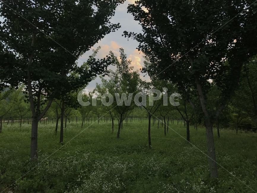 tree,나무,treetrunk,plant,식물,시골풍경,시골,초록,농촌