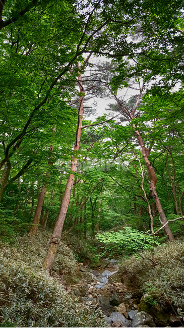 한라산,한라산영실코스,영실코스,한라산등산로,한라산풍경,한라산숲길,숲길,숲,나무,tree,식물,plant,나무줄기,등산로풍경,풍경,자연,자연,풍경,nature,landscape