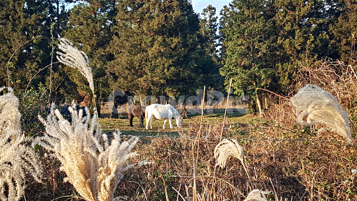 말목장,말,outdoors,옥외,nature,자연,field,들,grassland,목초지