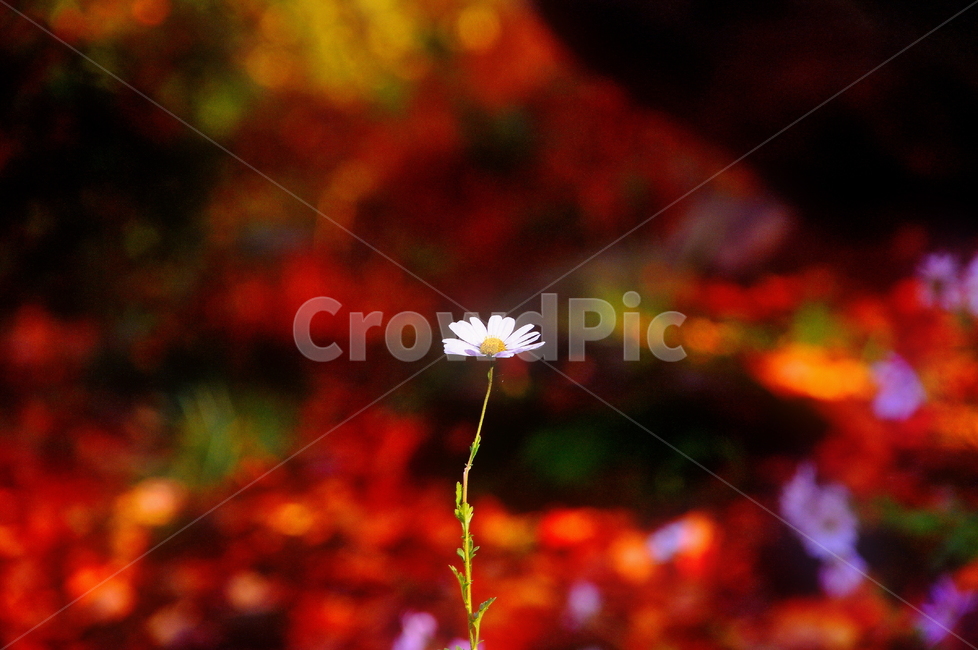 남산,들꽃,구절초,가을꽃,낙엽,하얀꽃,꽃,식물,자연,plants,nature,꽃,flower