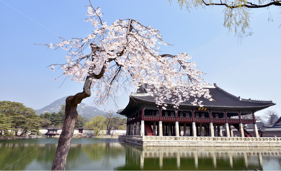 경복궁,경회루,벚꽃,수양벚꽃,봄,고궁,꽃,gyeonghoiroo