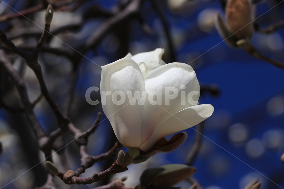 봄,꽃,목련,spring,flower,봄,계절,spring,season,식물,자연,plants,nature,꽃,flower,plant,blossom,rose,장미