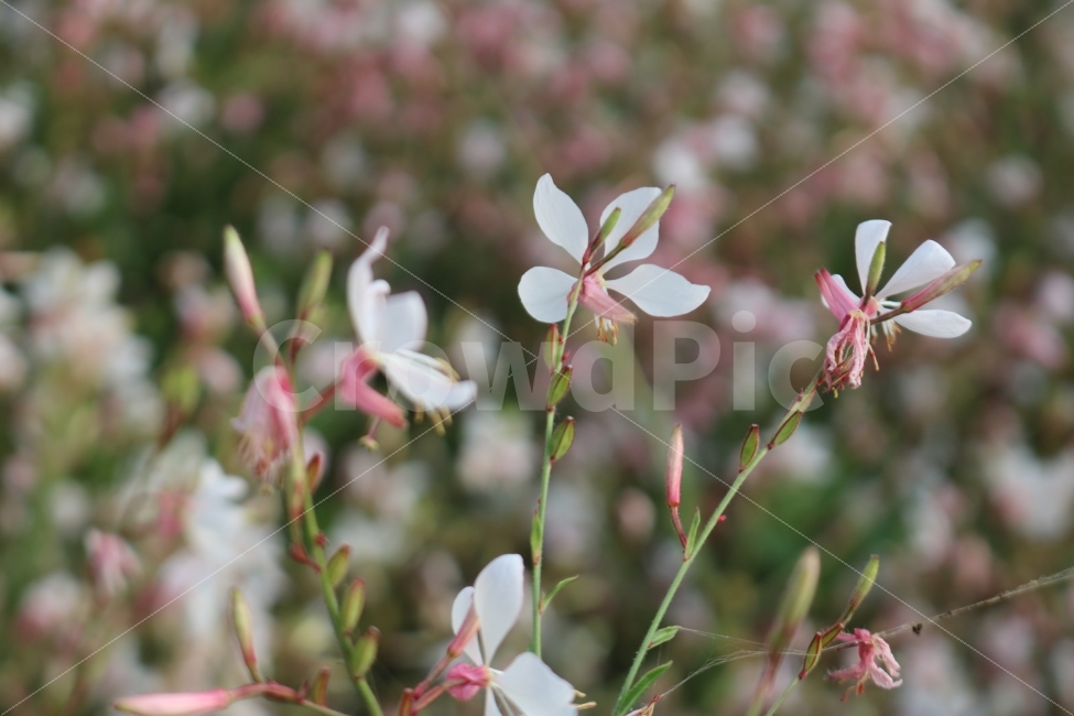 자연,힐링,꽃,식물,감성,식물,자연,plants,nature,꽃,flower,감성,sensible,feeling