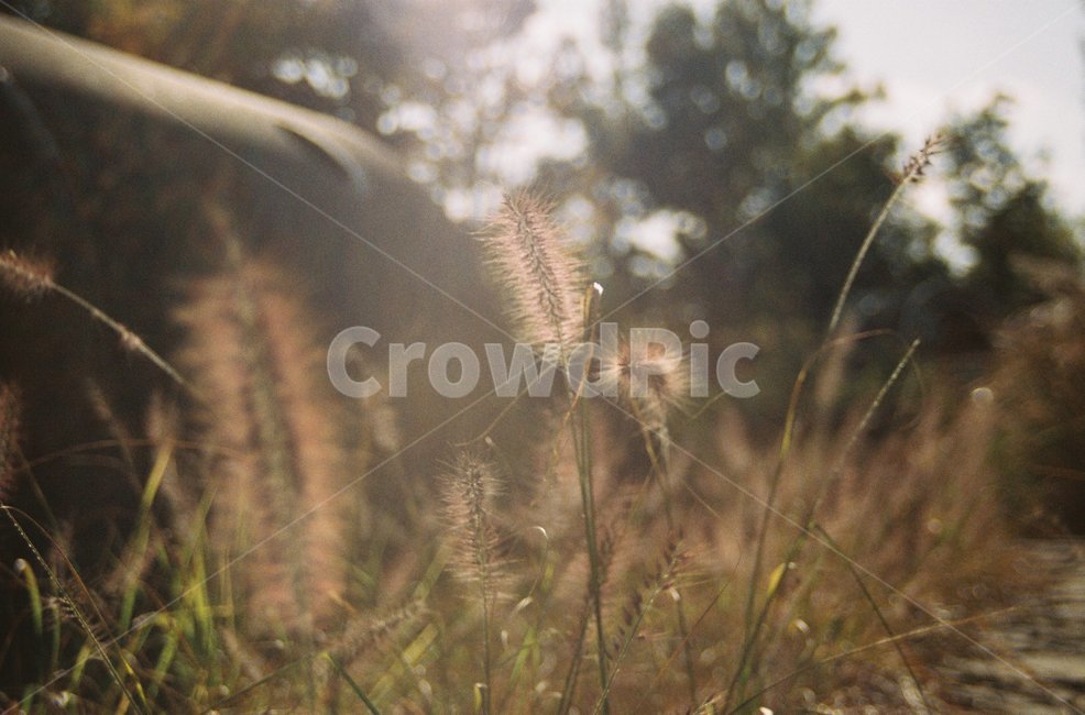자연,식물,강아지풀,햇살,가을햇살,가을,필름,필름사진,plant,film