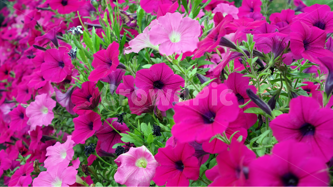 flower,purple,plant,colorful,day,나팔꽃,화단,보라색,식물,식물,자연,plants,nature,꽃,flower