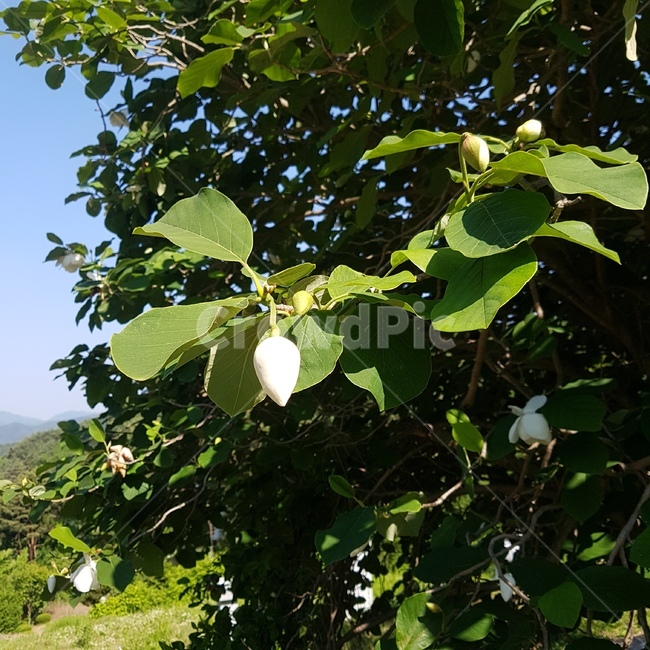 꽃,함박꽃나무,산목련,꽃봉오리,자연,북한국화,목란,flower,flowerbud,nature,nationalflowerofnorthkorea