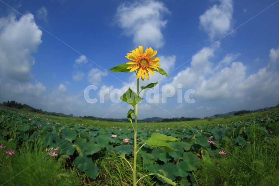 해바라기,연꽃,자연,풍경,하늘,식물,자연,plants,nature,꽃,flower