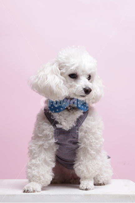 반려견,반려동물,강아지,개,애완견,애완동물,애견,per,dog,puppy,동물,animal,포유류,mammal,개,강아지,dog,doggy