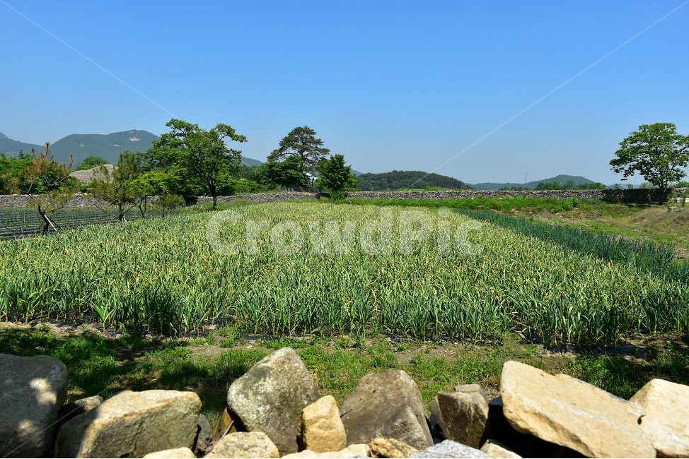 외암,민속,마을,풍경,힐링,옛풍경,밭,산업,industry,industrial,농업,농사,agriculture,farming,farming industry