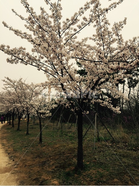 벚꽃,나무,벚꽃나무,산책,봄