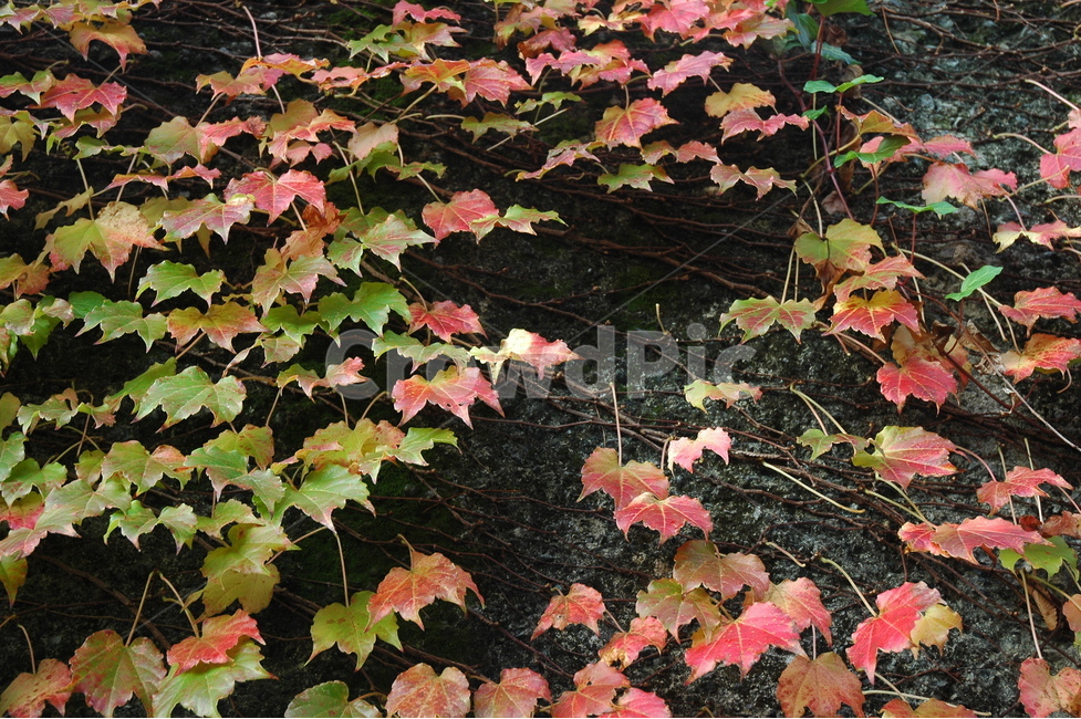 단풍,담쟁이단풍,가을,자연,parthenocissustricuspidata,가을,계절,fall,autumn,season,식물,자연,plants,nature,leaf,잎,plant,tree,나무,maple