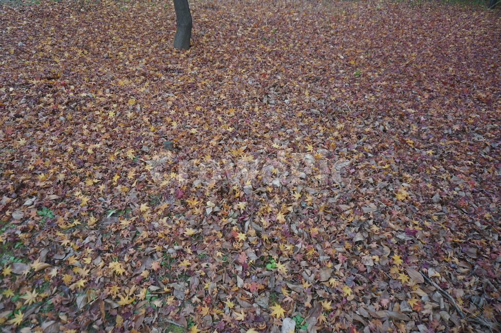 낙엽,가을낙엽,가을,만추,단풍,가을,계절,fall,autumn,season,ground,바닥
