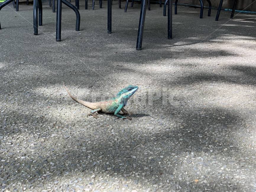 태국,동남아,칸차나부리,야생,이구아나,동물,animal,파충류,양서류,reptile,amphibian