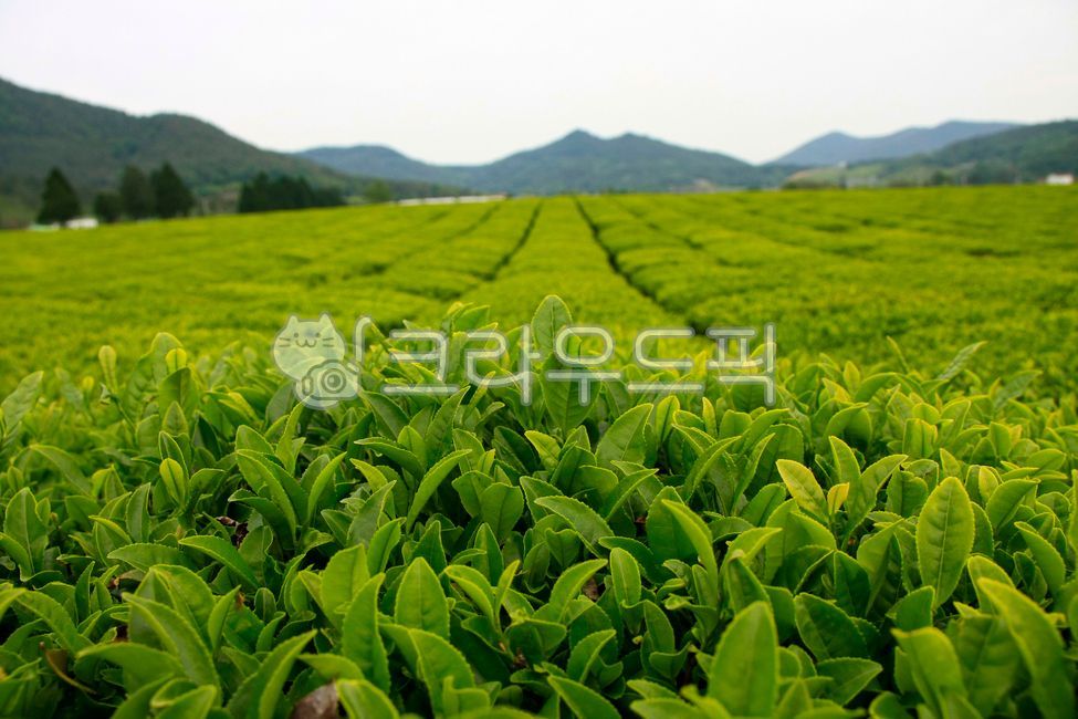 녹차밭,녹차,보성녹차밭,보성,greentea,nature,자연,초록잎,녹차잎,나무,산,하늘,초록,풍경,풍경사진,sky,mountain