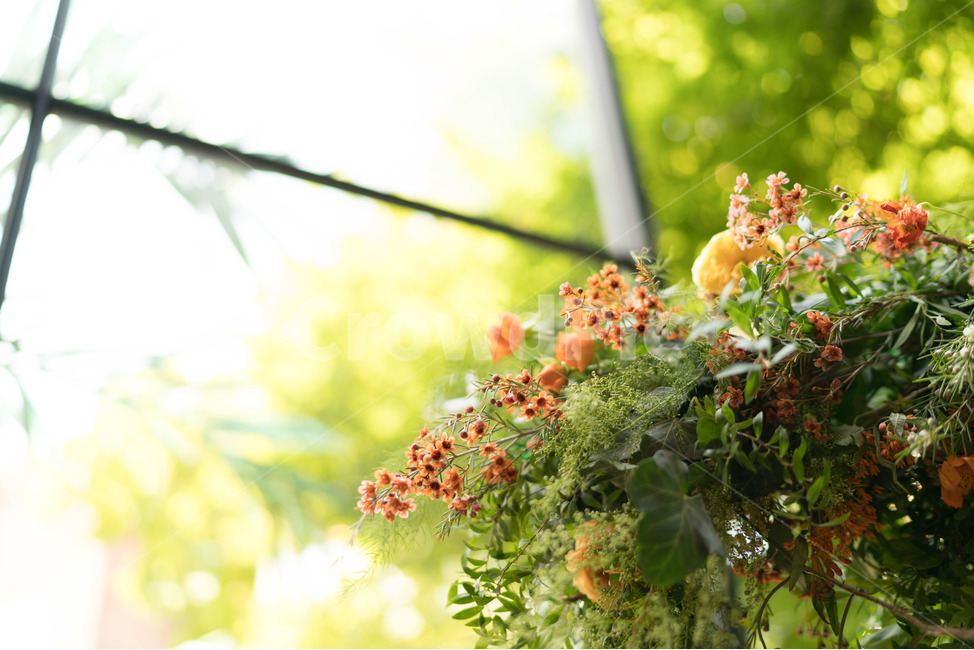 꽃,햇살,봄,풀,자연,봄,계절,spring,season,식물,자연,plants,nature,꽃,flower,감성,sensible,feeling,plant
