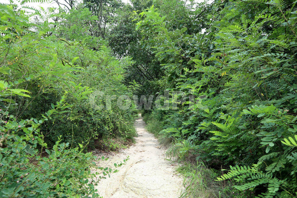 산,산길,길,수풀,나무,자연,풍경,nature,landscape