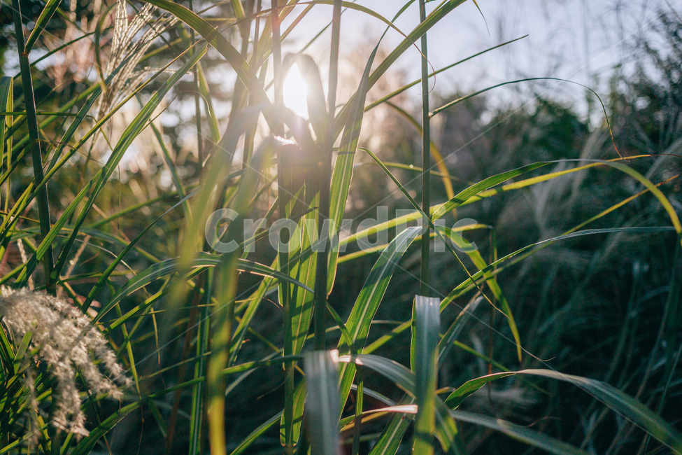 가을,갈대,햇살,햇볕,자연,풀,풀잎,잎사귀,가을,계절,fall,autumn,season,식물,자연,plants,nature,휴식,힐링,rest,relaxation,healing,light,빛,flare,플레어
