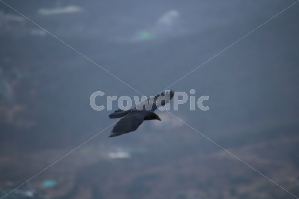 새,자연,동물,산,풍경,동물,animal,조류,새,birds