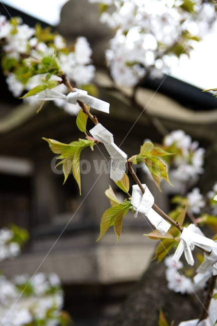 해외,일본,교토,신사,소원,점,운세,식물,자연,plants,nature