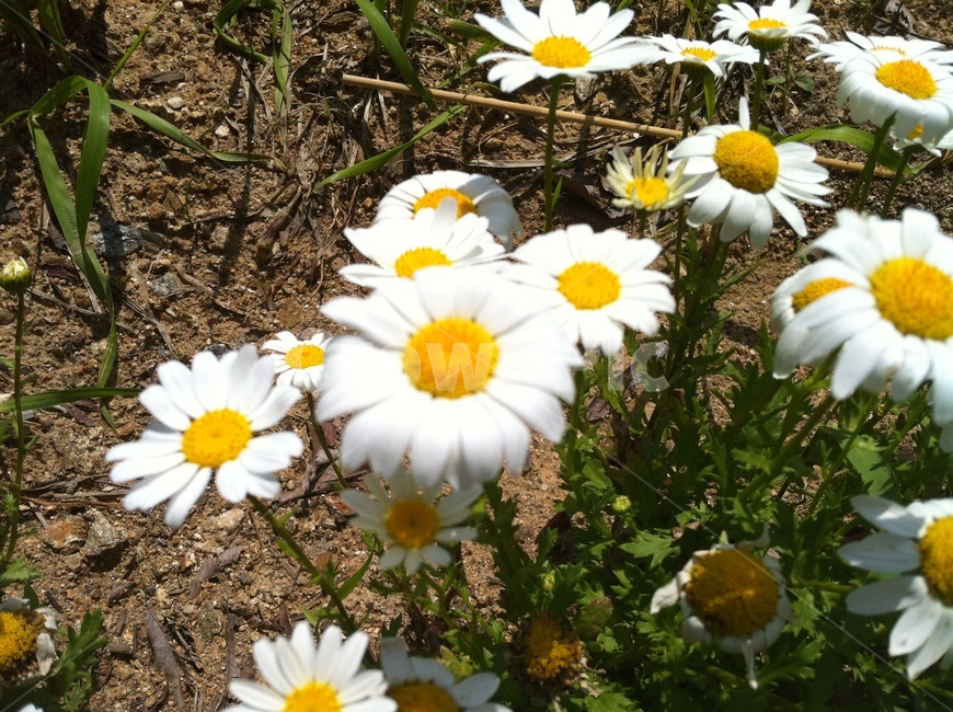 꽃,흰꽃,식물,국화류,수수한꽃,식물,자연,plants,nature,꽃,flower