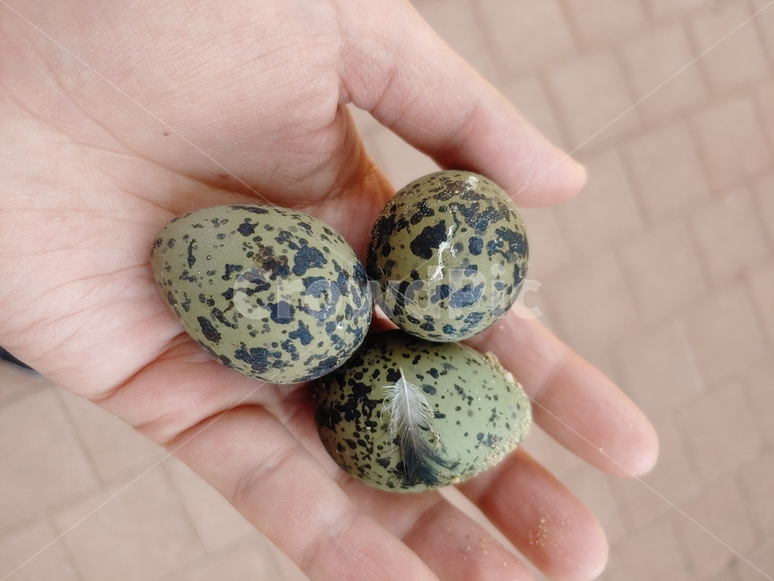 egg,nest,알,장다리물떼새알,장다리물떼새,새알,번식,자연,생태계,메추리알비슷,메추리알,물떼새,장다리