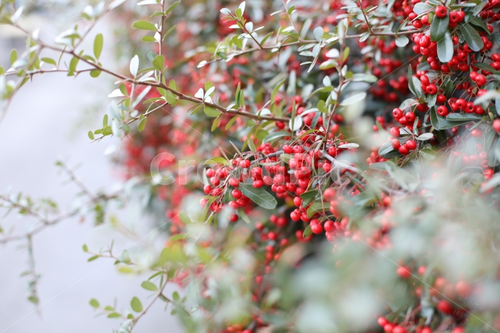 나무,열매,싱싱,싱그러움,과일,식물,자연,plants,nature,과일,열매,fruit,감성,sensible,feeling
