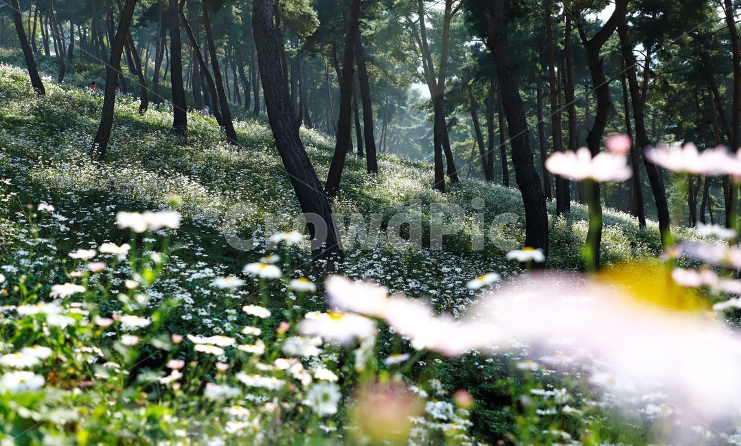 소나무,구철초,빛,나무,숲,자연,tree,자연,풍경,nature,landscape,vegetation,초목,plant,식물,woodland,삼림지,forest,land,땅,outdoors,옥외