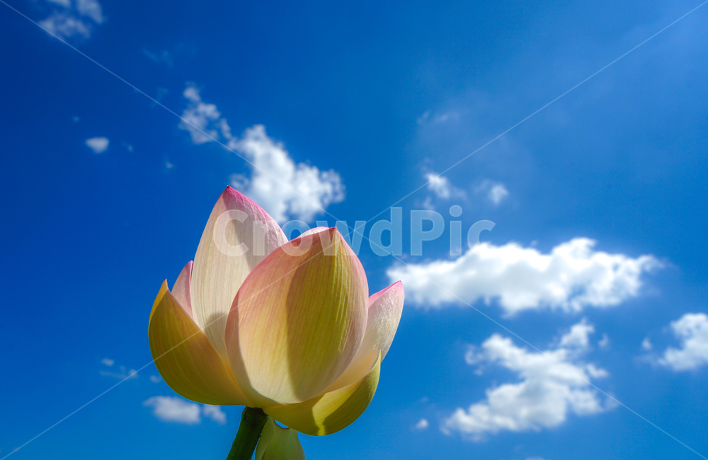 연,연꽃,불화,하늘,구름,식물,식물,자연,plants,nature,꽃,flower