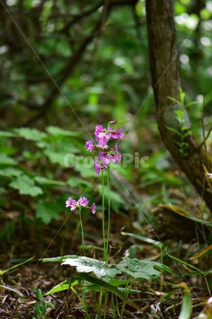큰앵초,야생화,생태,식물,꽃,자연,힐링,플라워,wildflower,flower,plants,nature,season,감성,느낌,emotion,feeling,초본
