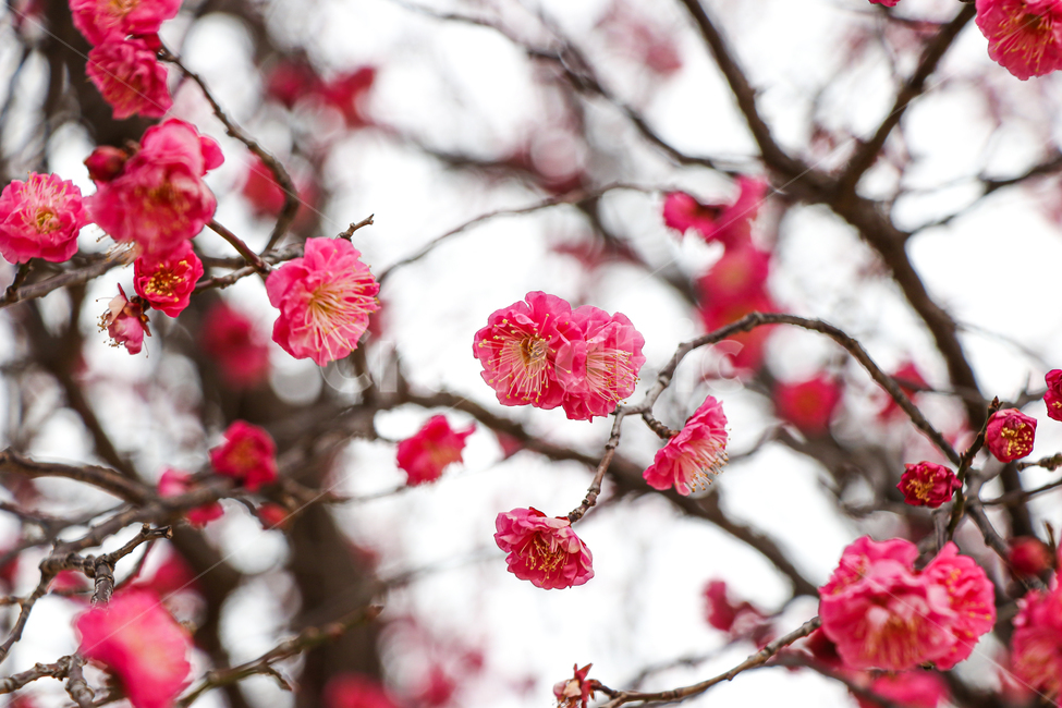 홍매화,벚꽃,식물,꽃,봄,식물,자연,plants,nature,꽃,flower