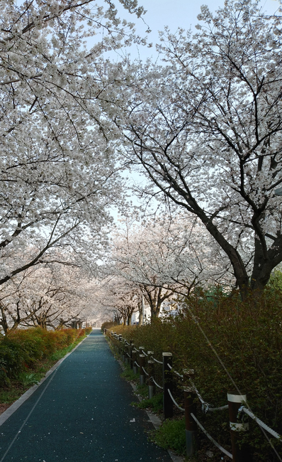 산책로,벚꽃,운동,봄,cherryblossom,꽃