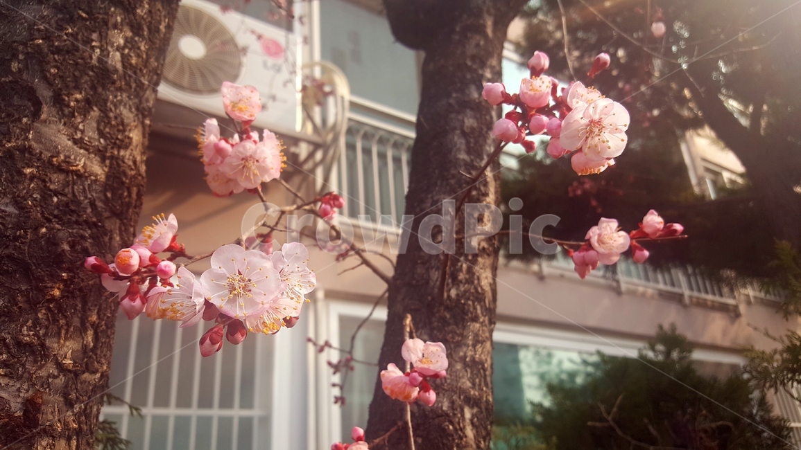 plant,식물,flower,blossom,꽃