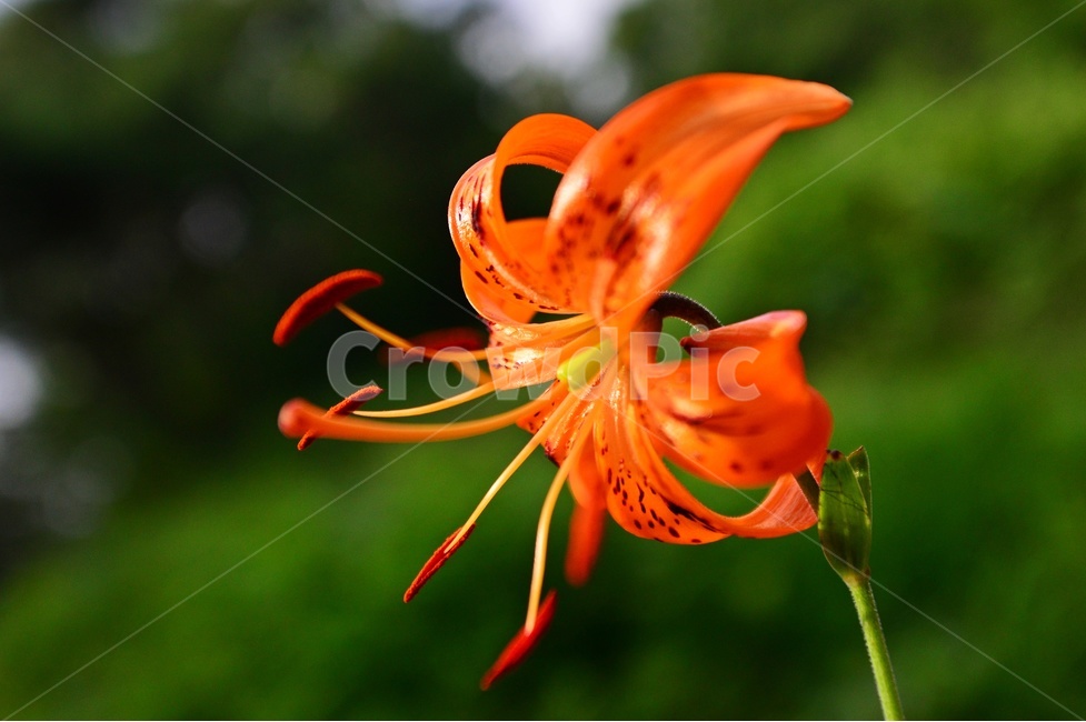 plant,식물,blossom,flower,꽃,나리,참나리,나리꽃