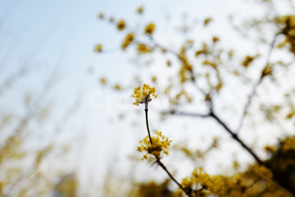 spring,spring flowers,Cornus officinalis,yellow flower,flower