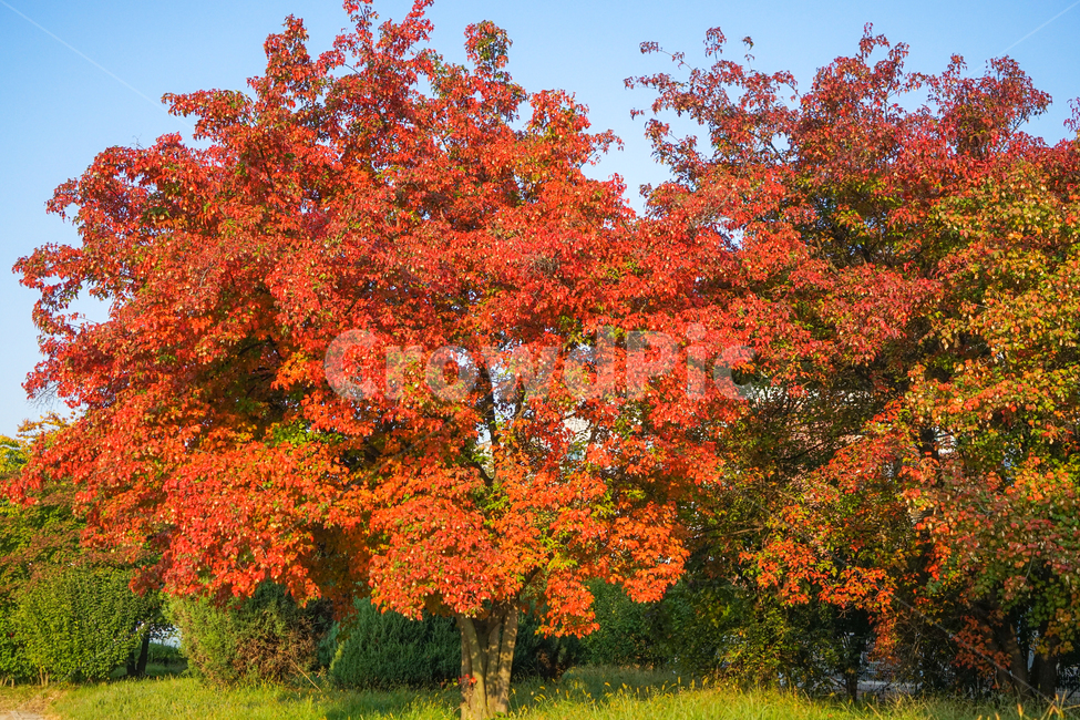 가을,단풍,나무,잎,잎새,계절,자연,추색,가을,계절,fall,autumn,season,식물,자연,plants,nature,나무,trees,wood,tree,plant,maple