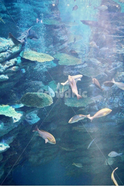 아쿠아리움,물고기,수족관,aquarium,부산아쿠아리움,동물,animal,어류,물고기,fish