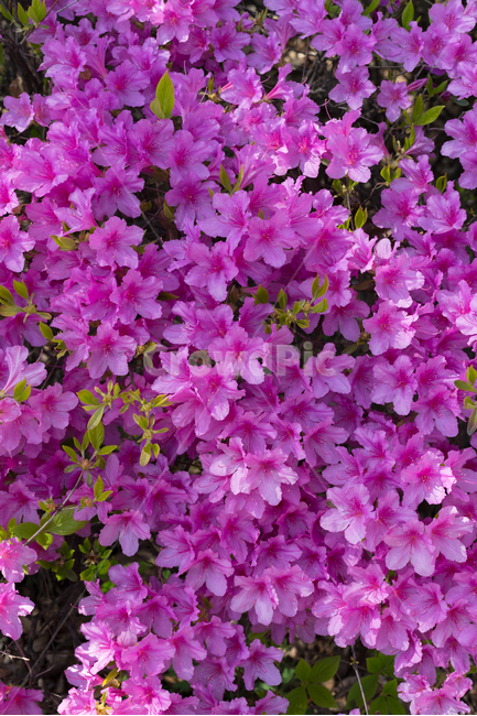 진달래,꽃사진,꽃,자연,식물,봄,식물,자연,plants,nature,꽃,flower
