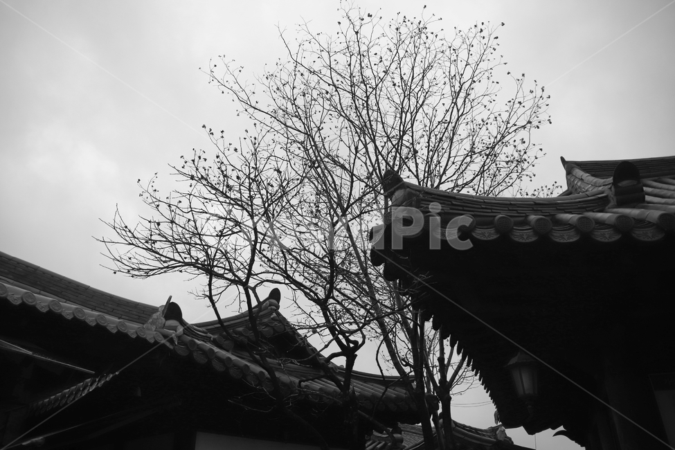 전주,한옥마을,한옥,나무,흑백,한국전통,한국문화,korean traditional,korean culture,흑백,모노톤,monochrome,black and white,건축물,건물외관,exterior,building,structure,architecture,construction