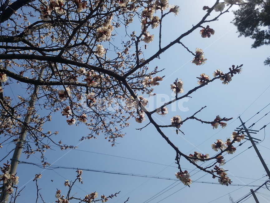 벚꽃,봄,spring,벚꽃축제,꽃,flower,봄,계절,spring,season,식물,자연,plants,nature,꽃,flower